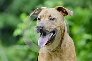 Retreiver Vizsla hound mixed breed dog photo