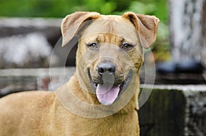 Retreiver Vizsla hound mixed breed dog