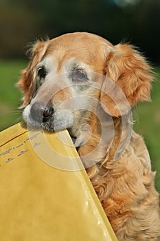 Retriever assistant of mailman