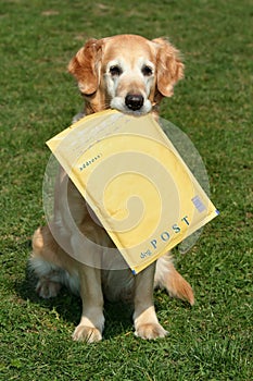 Retriever assistant of mailman