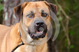 Retriever Chow Mastiff mixed breed dog