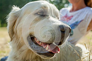 Retriever close-up head