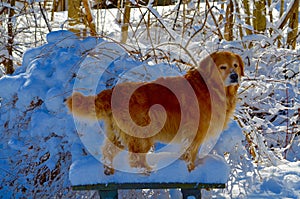 Retriever digging in the winter snow in NH