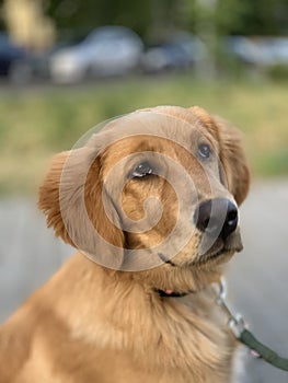 Retriever dog contemptuously looks at the person