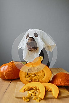 a retriever dog in a ghost mask and pumpkin Halloween outfit. Autumn concept with a pumpkin