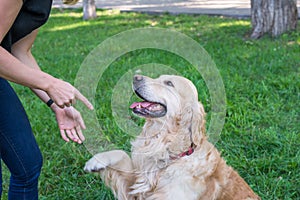 Retriever dog gives a paw to a girl