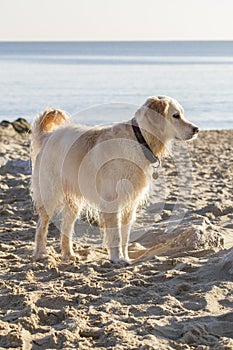 Retriever dog lit up by sunny winters day on beach