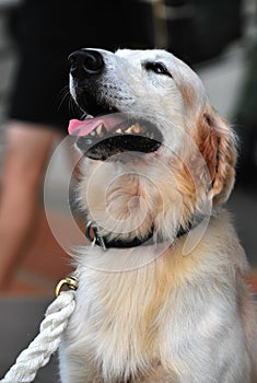 A retriever dog looking up