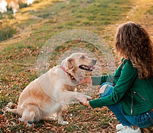 Retriever dog receives a reward for obedience