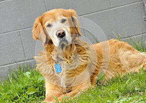 Retriever Dog Waiting on Lawn