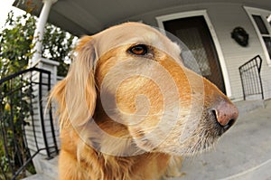 Retriever Dog Waiting on Porch