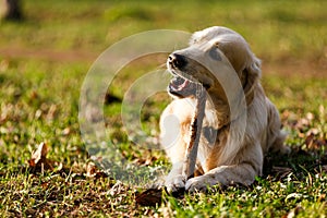 Retriever gnawing stick on lawn