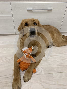 Retriever playing with his toys