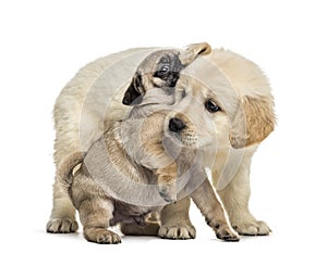 Retriever and pug puppies playing together, isolated