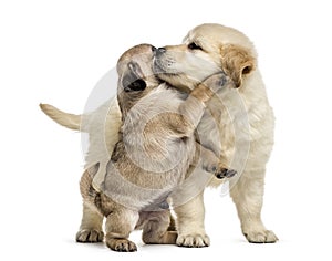 Retriever and pug puppies playing together, isolated