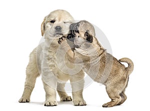 Retriever and pug puppies playing together, isolated