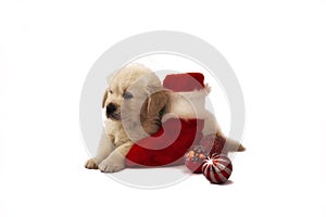 Retriever puppy isolated with christmas toys