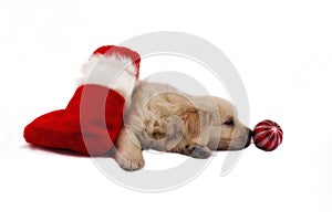 Retriever puppy isolated with christmas toys