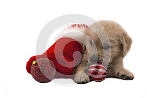 Retriever puppy isolated with christmas toys