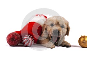 Retriever puppy isolated with christmas toys