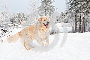 Retriever running in the snow