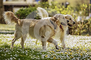 Retrievers playing in park