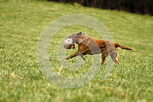 Retrieving Trained Labrador