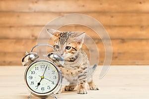 Retro alarm clock that shows 7 o`clock and a kitten of the Bengal