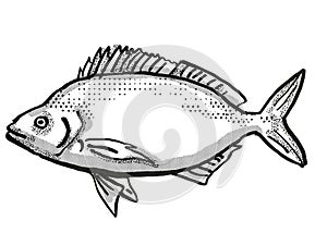 Jackass Morwong Australian Fish Cartoon Retro Drawing