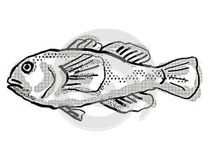 Plain Coralgoby Australian Fish Cartoon Retro Drawing