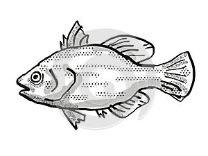 Spikey Bass Australian Fish Cartoon Retro Drawing photo