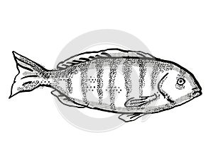 Zebrafish Australian Fish Cartoon Retro Drawing