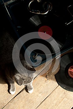 Retro cat enjoying vinyl player music