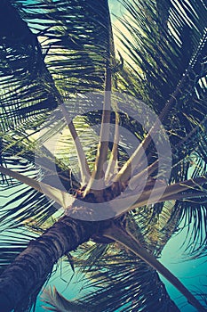 Retro Filtered Palm Tree Detail