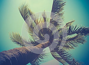 Retro Filtered Single Palm Tree