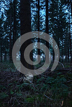Retro green backpack lost against tree in dark forest.