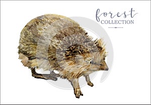 Retro hand drawn watercolor forest hedgehog image