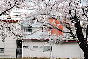 Retro house and cherry blossoms in Hakodate, Hokkaido, Japan