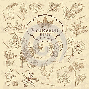 Retro illustration of Ayurvedic herbs. Set of web