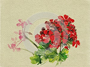 Retro illustration of a red geranium flower watercolor handmade. The image is naturalistic.