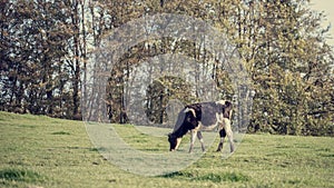 Retro Image of Black and White Dairy Cow Eating Grasses