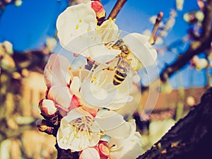Retro look Bee fetching nectar from flower