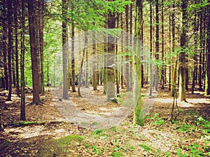 Retro look Forest of trees