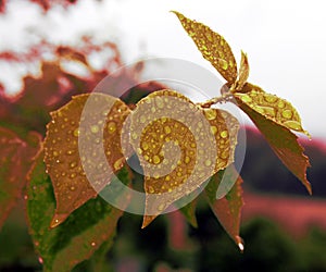 Retro love heart leaf with droplets