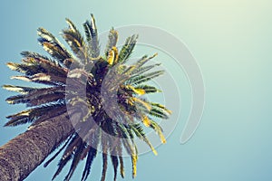 Retro Palm Tree