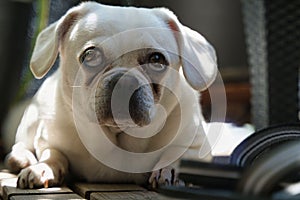 retro pug dreamy look