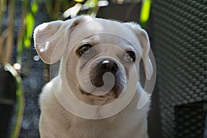 retro pug dreamy look