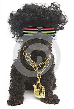 Retro Rainbow Sunglasses and Gold Chain On Poodle
