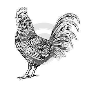 Retro rooster print, engraved style wings animal. Bantam farm livestock, cock poultry etch, black chicken plume, woodcut