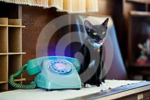 Retro rotary telephone on wood table and black cat sitting on wooden table